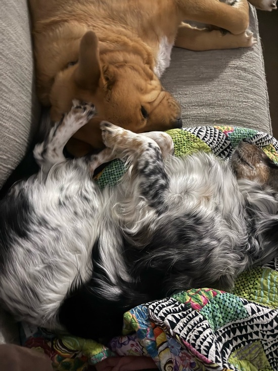 Other - Free Dog Hairs